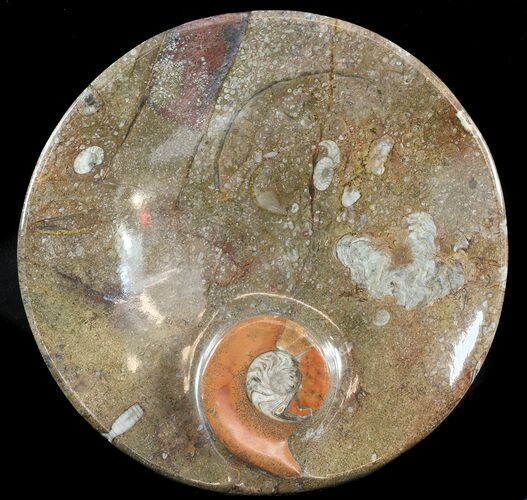 -/ Fossil Goniatite Dish - Stoneware #49392